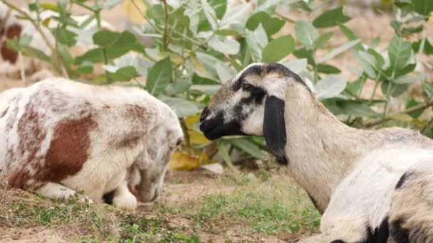 Two Goats Sitting Ground Green Leaves Them — Stock Video