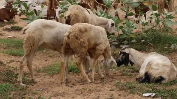 Video Vivo Cabras Buscando Comestibles Pequeños Pastos Bajo Ramas Árbol — Vídeos de Stock