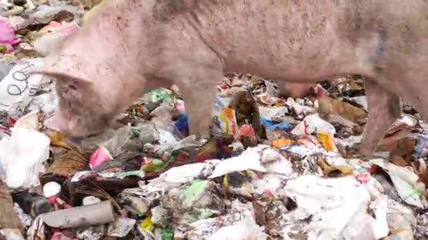 Zoomed Vídeo Porco Encontrar Comida Garbages — Vídeo de Stock