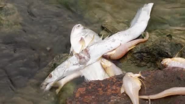 Uzun Yılan Balığı Diğer Balıklar Bir Kayanın Üzerinde Cansız Bir — Stok video