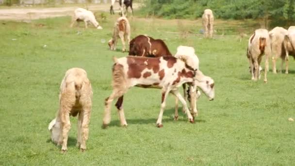 Kozy Szukające Pożywienia Trawie Dwie Kozy Przechodziły Obok — Wideo stockowe