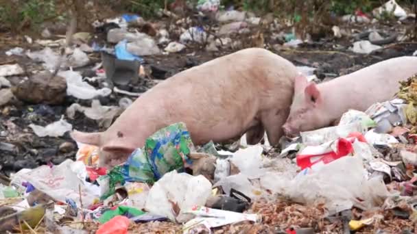Cerdos Adultos Bebés Que Encuentran Comida Vertedero — Vídeos de Stock