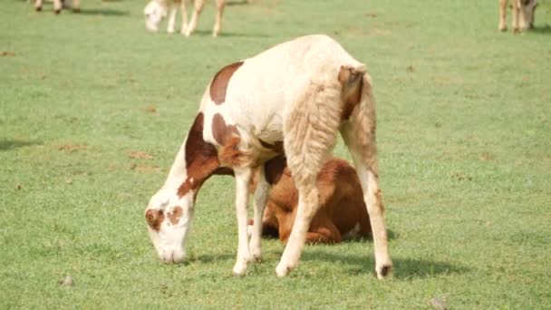 Keçi Otlarla Beslenir Kahverengi Keçi Oturur Arkasından Çiğner — Stok video
