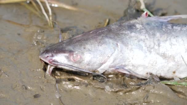 Zoomed Vídeo Peixe Morto Área Úmida Sandy — Vídeo de Stock