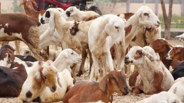 Keçiler Toplanmış Arkalarında Oturmuş Yemek Çiğniyorlar — Stok video