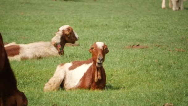 Dwie Kozy Siedzą Zielonej Trawie Żują Jedzenie Myszy — Wideo stockowe
