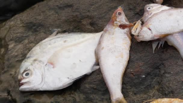 Ein Tilapia Fisch Und Drei Große Sardinenfische Liegen Leblos Auf — Stockvideo