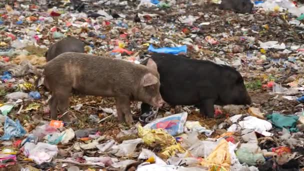 Drie Varkens Die Van Garbages Eten Een Stortplaats — Stockvideo