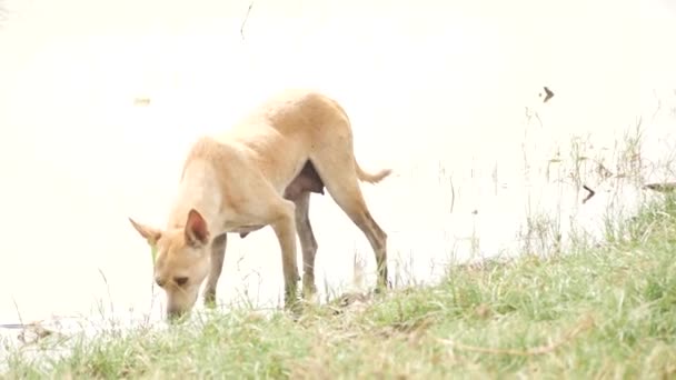 Miejscowy Pies Złapał Świeżą Rybę Rzece Nakarmił Się Nią — Wideo stockowe