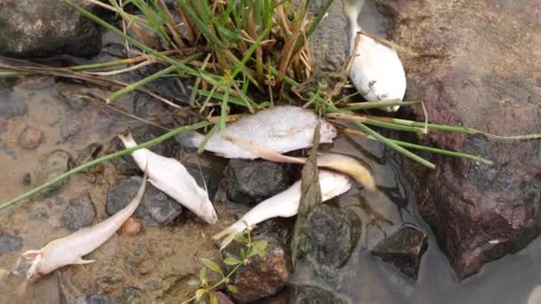 岩の雑草とその間の水の間に横たわる魚 — ストック動画