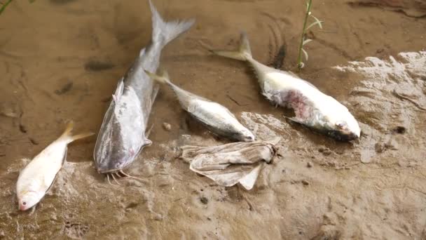 川の先端に横たわるさまざまなサイズの魚湿った砂の領域 — ストック動画