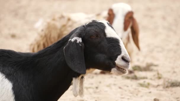 Zoomé Vidéo Une Chèvre Mâchant Une Chèvre Derrière Elle — Video