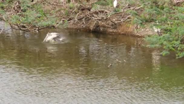 白头鸟在水里游动的景象 — 图库视频影像