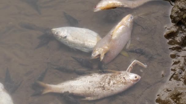 Τέσσερα Λευκά Νεκρά Ψάρια Κείτονται Άψυχα Στο Νερό Στην Όχθη — Αρχείο Βίντεο