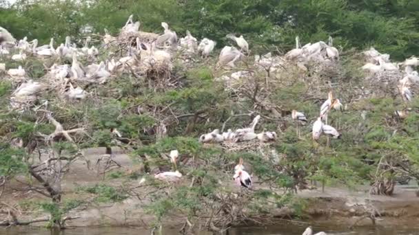 Tiro Pájaros Ciconiiformes Blancos Con Pico Amarillo Sentado Ramas Árboles — Vídeos de Stock