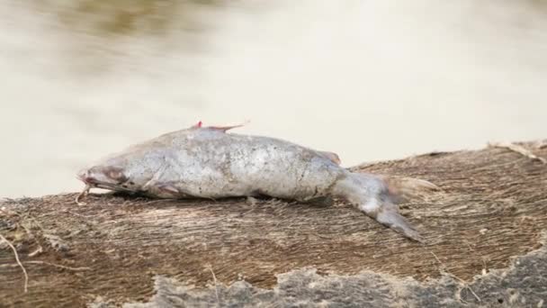 Seekor Ikan Yang Terluka Atas Kayu Terkapar Tak Bernyawa — Stok Video