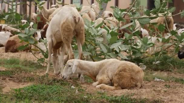 Deux Chèvres Nourrissant Herbe Séparant Des Autres Chèvres Assises — Video