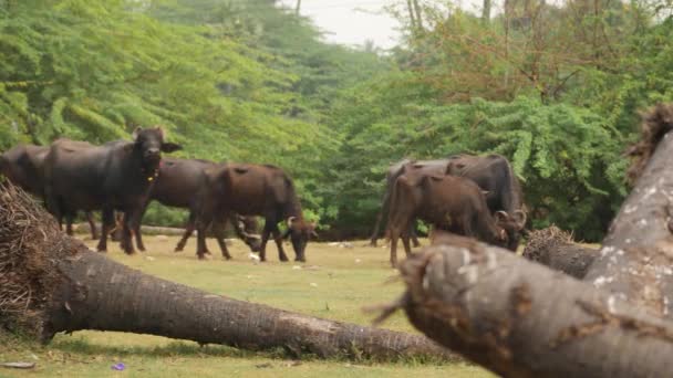 Buffalók Együtt Sétálnak Füvekből Táplálkoznak Erdő Háttérben — Stock videók