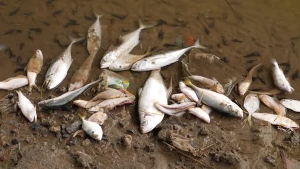Bir Sürü Küçük Balık Çamurda Ölü Yatıyor — Stok video