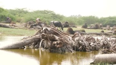 Uzakta otlarla beslenen üç bufalonun canlı videosu