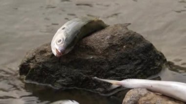 Yakından bir başka balığın kuyruğu, bir kayanın üzerinde yatan büyük ölü bir balığı yakalamak.