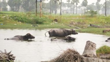 Nehirden çıkan bir bufalo ve içinde yüzen diğerleri.