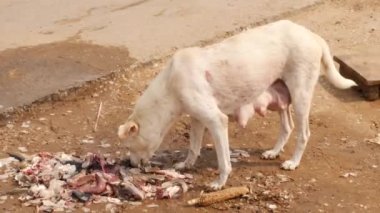 Şişman beyaz bir köpek balık parçalarını yiyor.