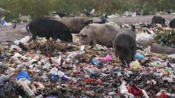 猪在垃圾场吃垃圾 鸟在它们的背上栖息 — 图库视频影像