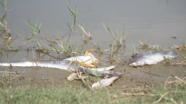 Vier Große Tote Aale Und Fische Liegen Leblos Ufer Eines — Stockvideo