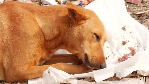 Halv Kroppsfångst Lokal Hund Äter Benen Fisk Nylonpåse — Stockvideo