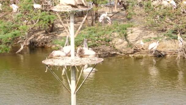 Nahaufnahme Von Ciconiforme Vögeln Die Auf Einer Vogelstange Sitzen Mit — Stockvideo