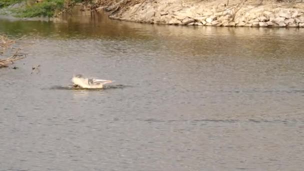 锥形鸟在水里游泳的宏观镜头 — 图库视频影像