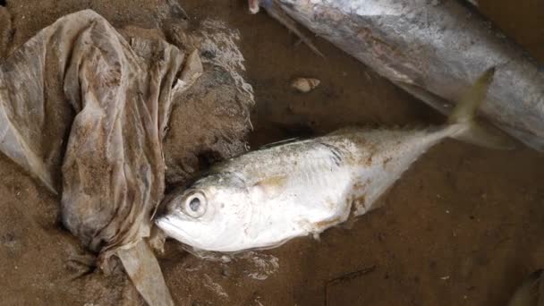 一条白色的大鱼死了 另一条尸体的一半出现在旁边 — 图库视频影像