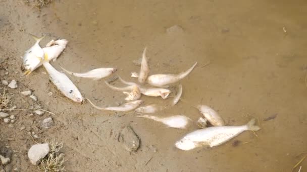 Πολλά Λευκά Ψάρια Κείτονται Άψυχα Στη Λάσπη Δίπλα Ένα Ποτάμι — Αρχείο Βίντεο