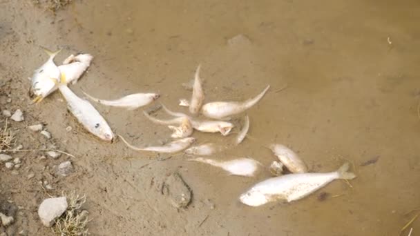 Muchos Peces Blancos Yaciendo Sin Vida Barro Junto Río — Vídeos de Stock