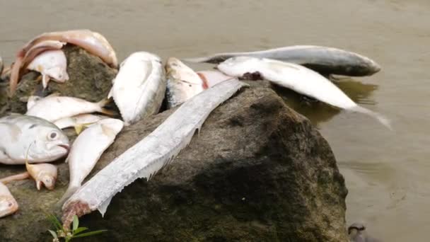 一条长鳗鱼和其他种类的鱼死在河里的岩石上 — 图库视频影像