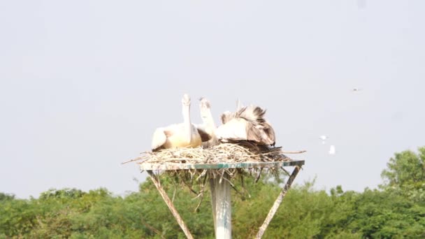 Tiro Ciconiiformes Branco Pássaros Descansando Sobre Percher Pássaro — Vídeo de Stock
