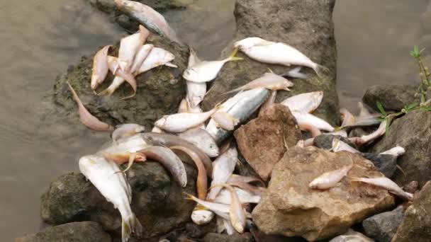 Πολλά Είδη Ψαριών Κείτονται Νεκρά Βράχους Ανάμεσα Ένα Μεγάλο Ποτάμι — Αρχείο Βίντεο
