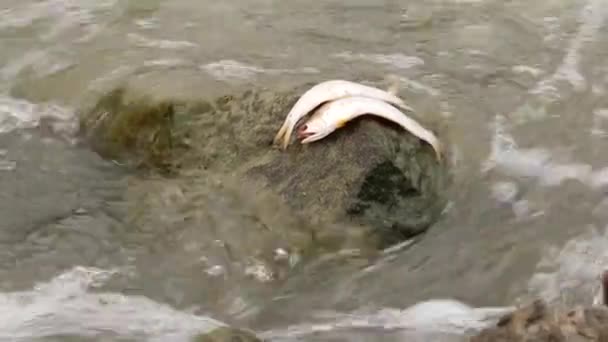 Две Маленькие Мертвые Рыбки Лежащие Большом Камне Посреди Бегущей Реки — стоковое видео