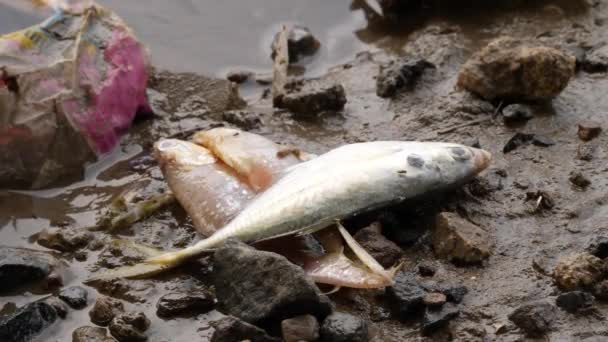 Ένα Νεκρό Λευκό Ψάρι Δύο Άψυχα Διαφανή Ψάρια — Αρχείο Βίντεο