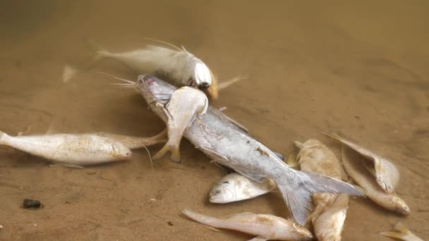 地面に大きな死んだ魚の周りに死んだ小さな魚 — ストック動画