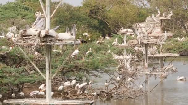 Schuss Von Ciconiformes Vögel Ruhen Über Vogel Barsch Wasser — Stockvideo
