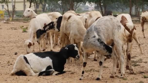 Wysokie Kozy Stojące Piasku Siedząca Koza — Wideo stockowe