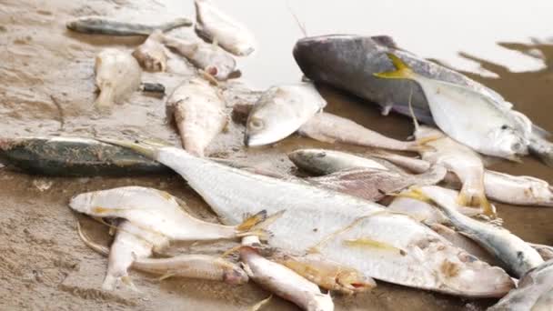 Nehir Kenarında Ölü Balıklar Yan Yana Yatar — Stok video