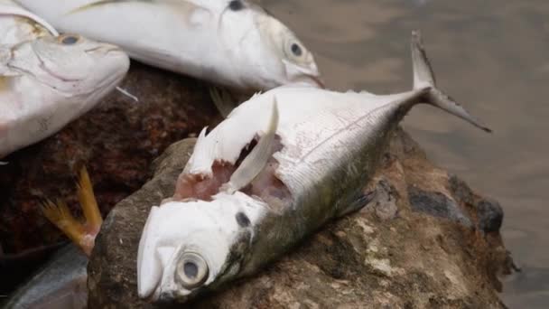 Uma Captura Próxima Peixe Ferido Uma Rocha Cabeça Outros Peixes — Vídeo de Stock