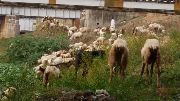 Dört Nala Koşan Bir Bölgede Keçiler Çalılarla Beslenir — Stok video