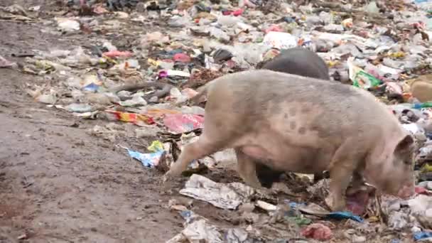 在一个大垃圾处理区吃垃圾的黑猪和有色猪 — 图库视频影像