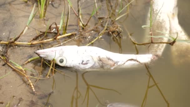 水中の雑草の中で死んだ魚が — ストック動画
