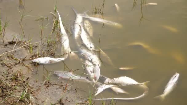 Nehir Kıyısındaki Ölü Küçük Balıkların Canlı Videosu — Stok video