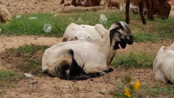 Goat Sitting Ground Grasses Surrounding Them — Stock Video